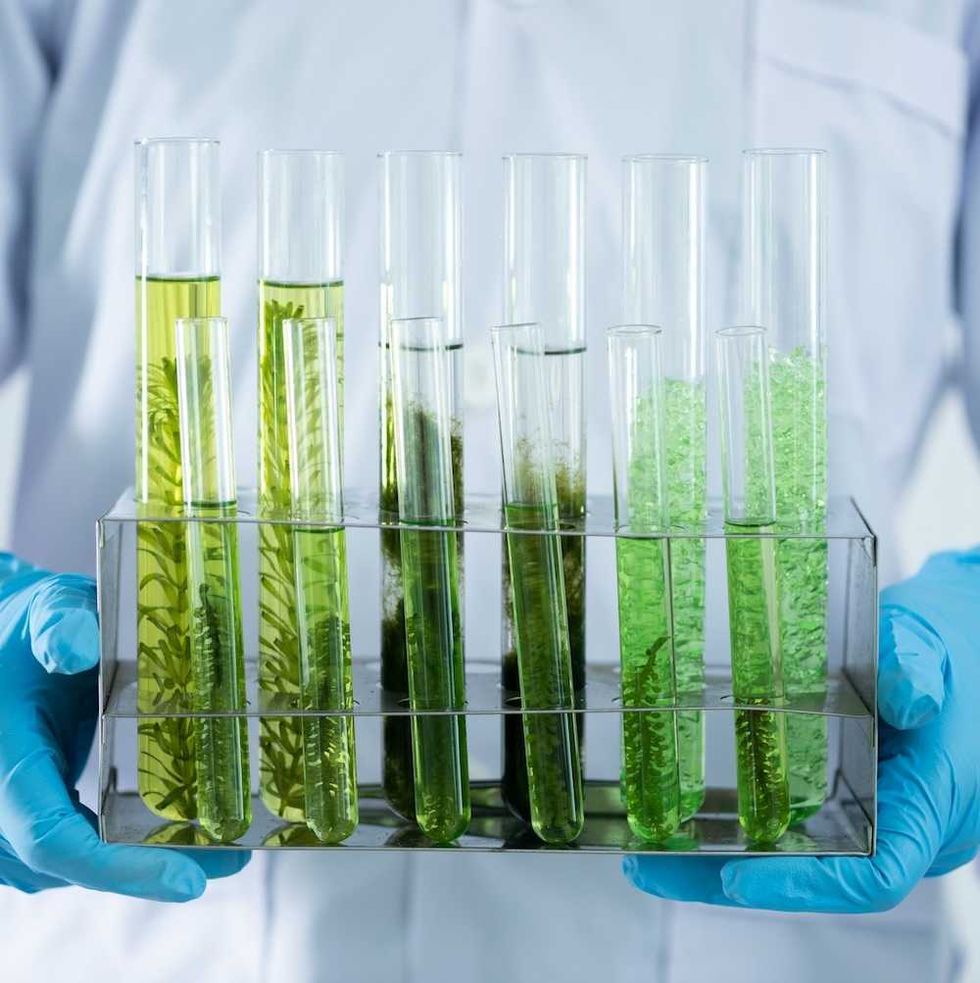 CRISPR gene-editing for crops: precision tool or new risk?