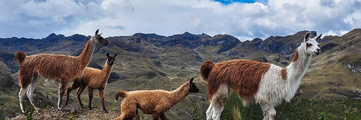 Lama family walking across a rocky path with mountains in the background.