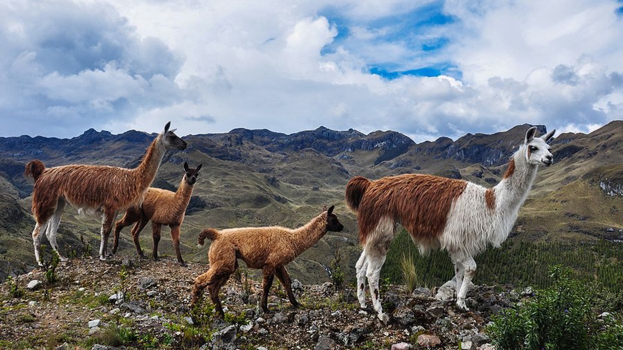 Lama family walking across a rocky path with mountains in the background.