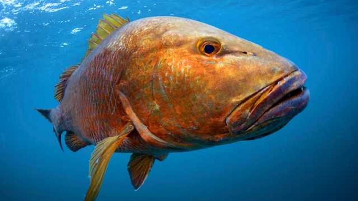 Large orange fish swimming in blue water