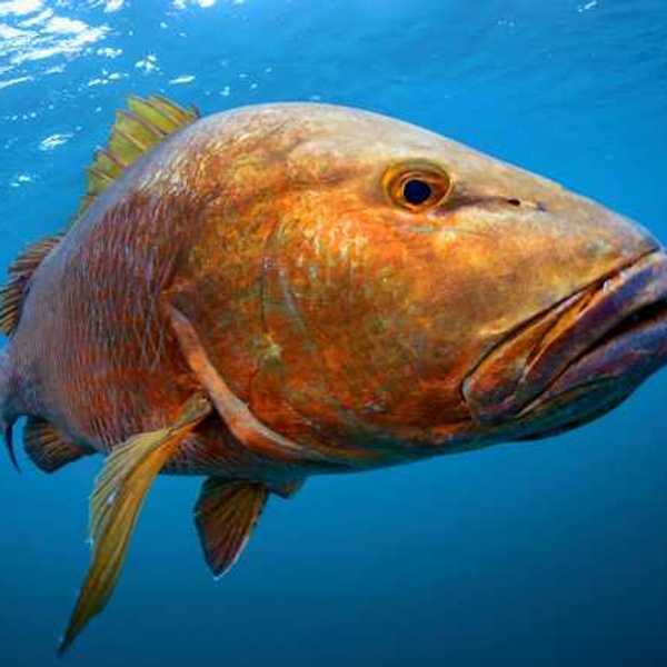 Large orange fish swimming in blue water