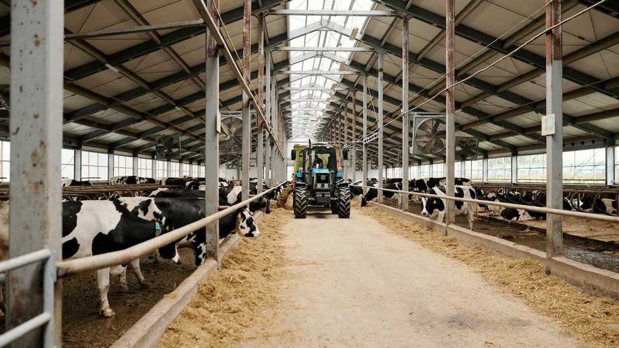 Large scale dairy operation: Open stall barn with dairy cows being fed from a tractor.
