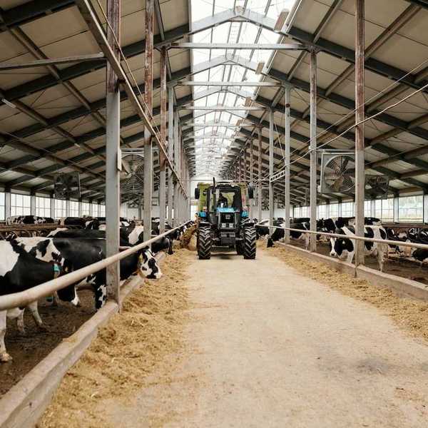 Large scale dairy operation: Open stall barn with dairy cows being fed from a tractor.