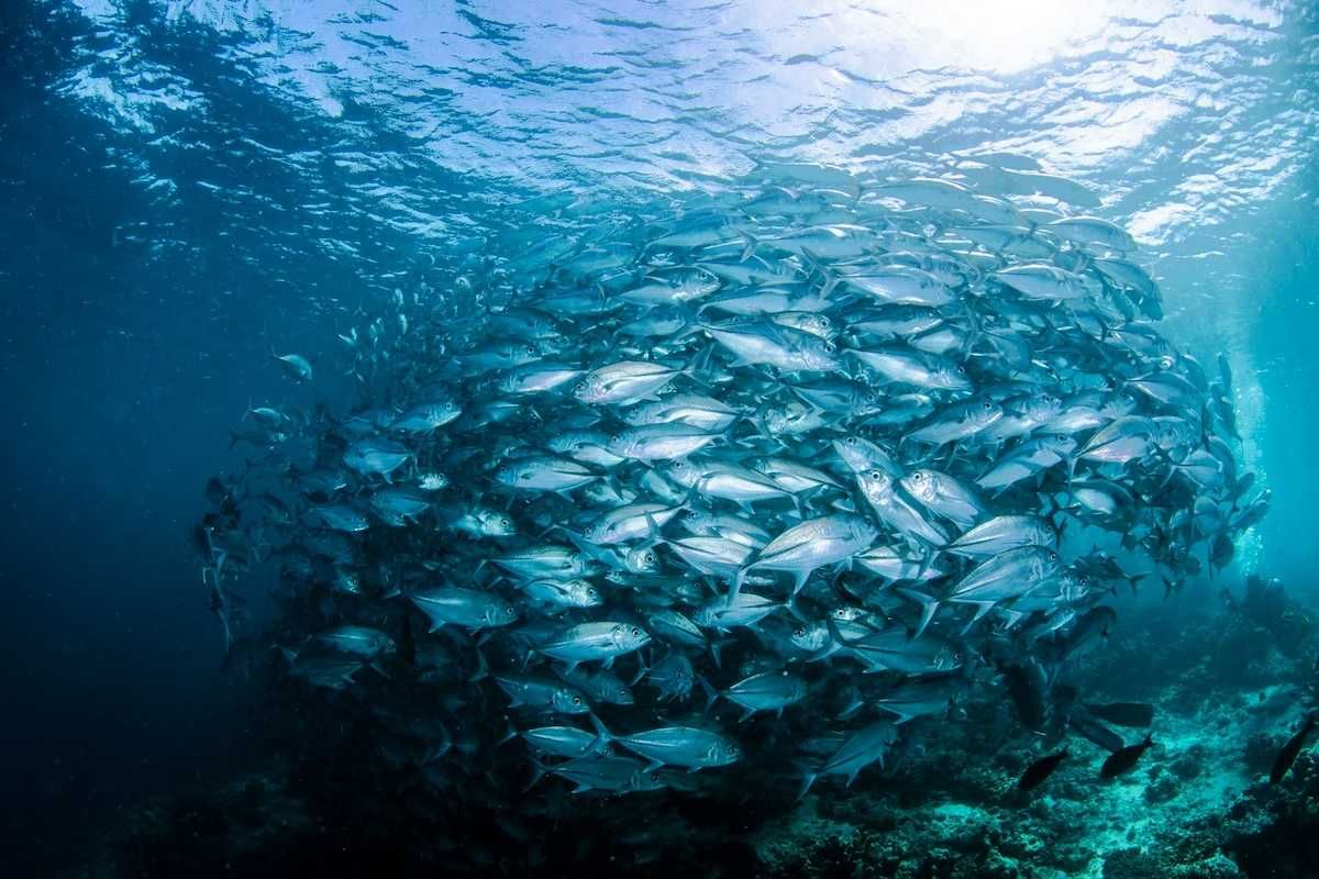 photo of European fish are adapting to climate change in unexpected ways image