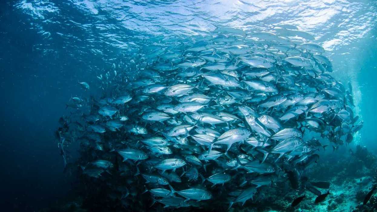 Large school of fish in a tight underwater cluster