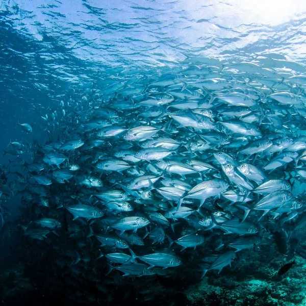 Large school of fish in a tight underwater cluster