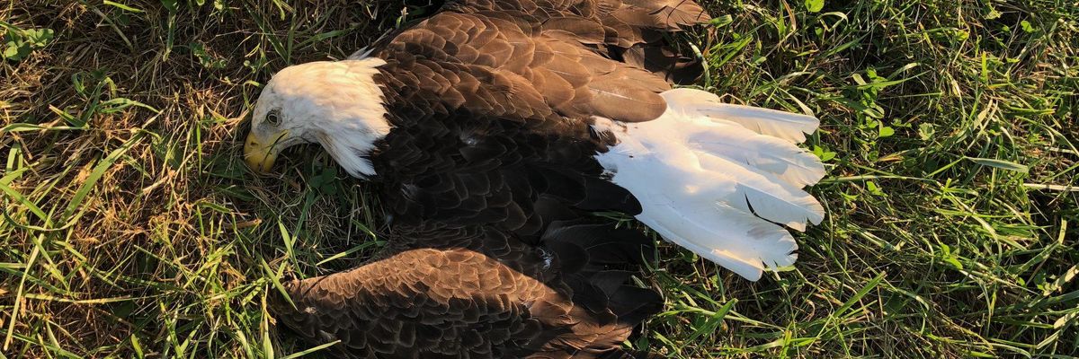 lead ammo bald eagles