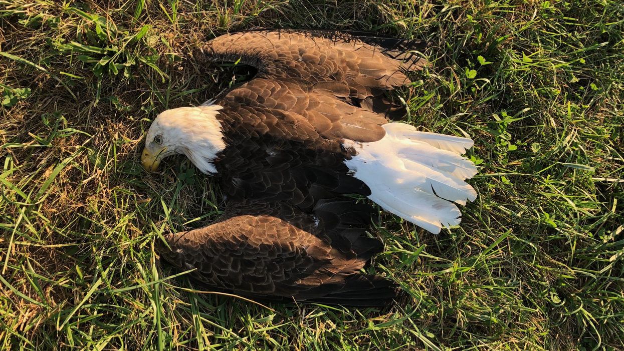 lead ammo bald eagles
