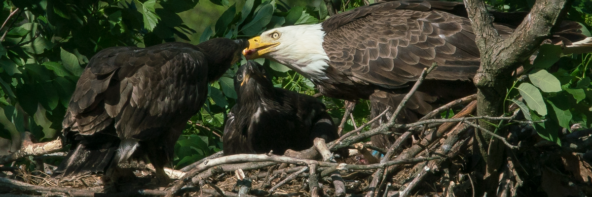 lead ammo bald eagles