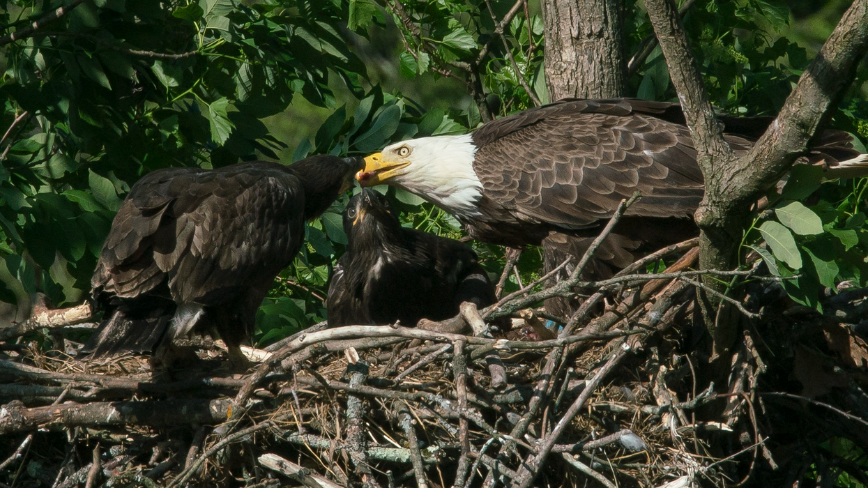 lead ammo bald eagles