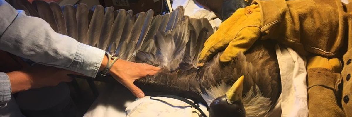 lead ammunition wildlife