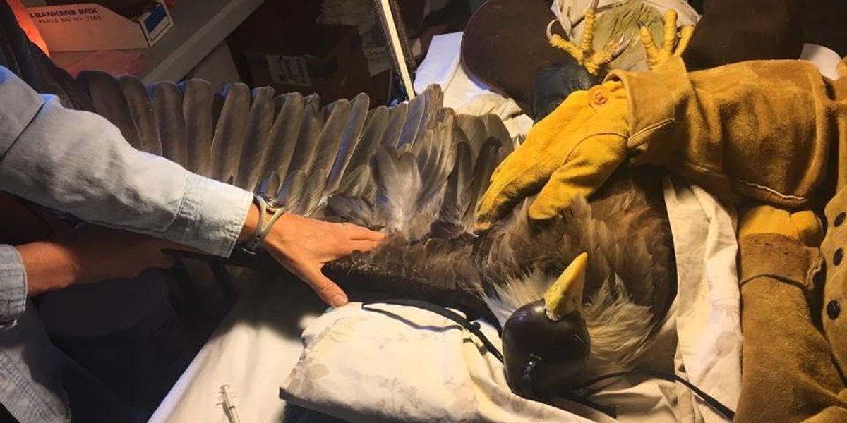 lead ammunition wildlife