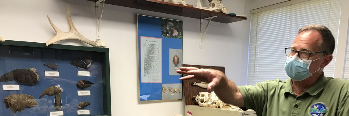 lead poisoning eagles