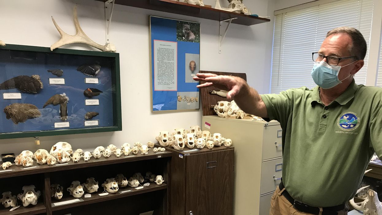 lead poisoning eagles