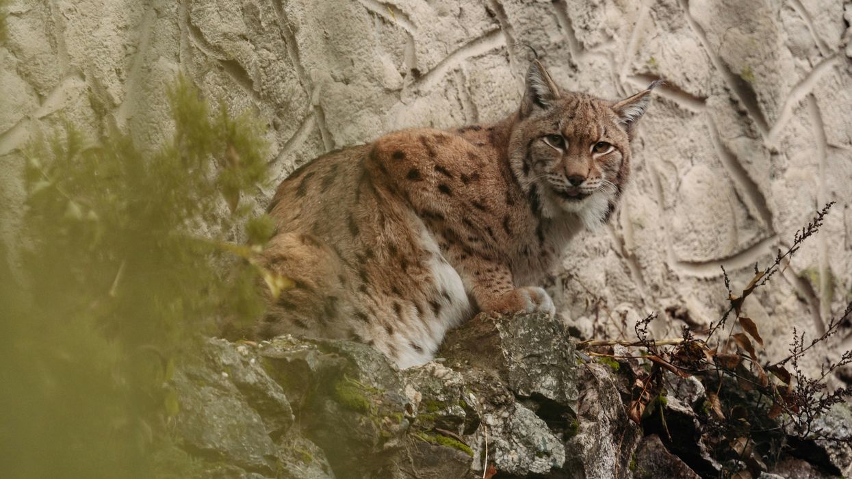 linx near a rock