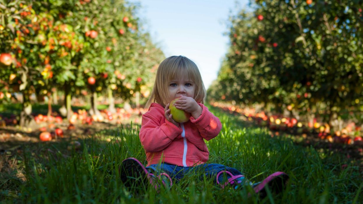 Little girl sitting on green grass in an apple orchard holding green apple during daytime.