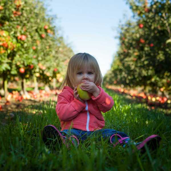 Little girl sitting on green grass in an apple orchard holding green apple during daytime.