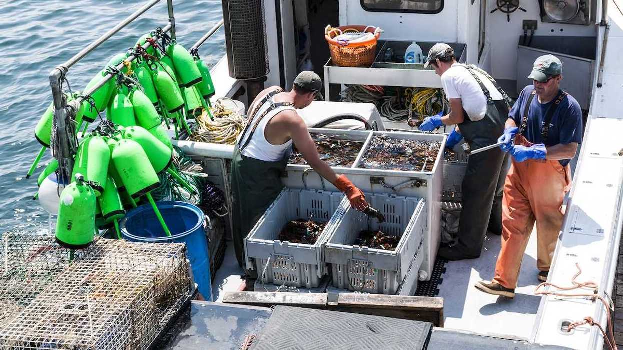 Lobster men keeping Maine's sorting live lobsters to be sold at the docks at the end of their work day in Vinalhaven Island Maine.