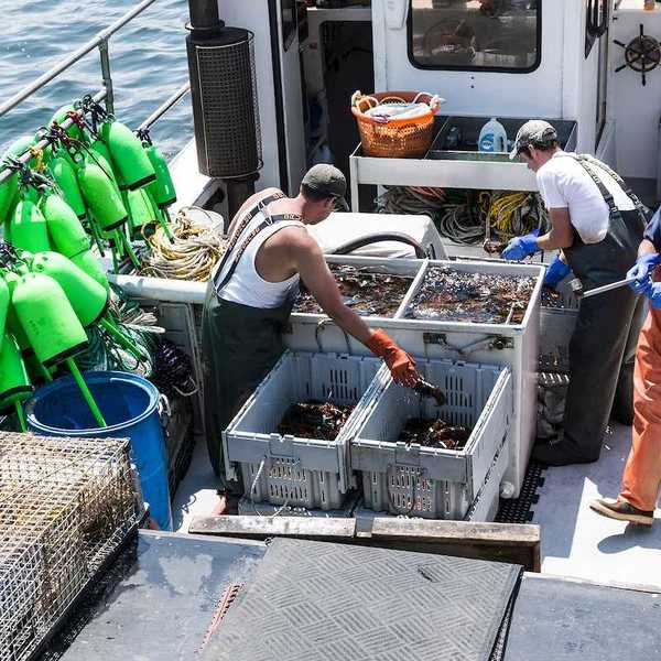 Lobster men keeping Maine's sorting live lobsters to be sold at the docks at the end of their work day in Vinalhaven Island Maine.