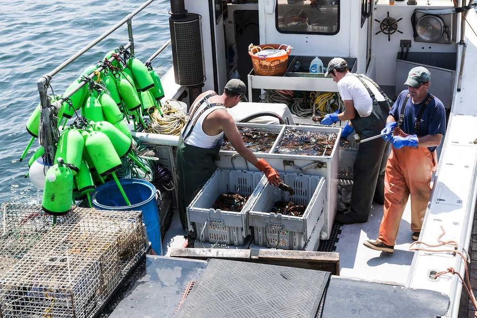 Lobsters and acidic seas: Can shellfish help neutralise one of the greatest threats to the ocean?