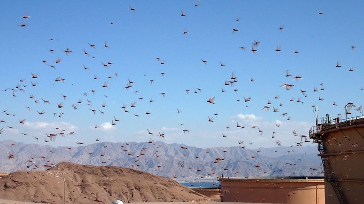 locust plague toxic legacy