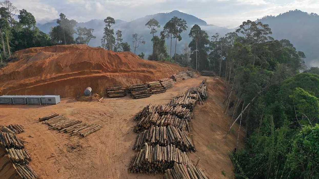 Log landing in Asian rainforest indicative of deforestion in Indonesia