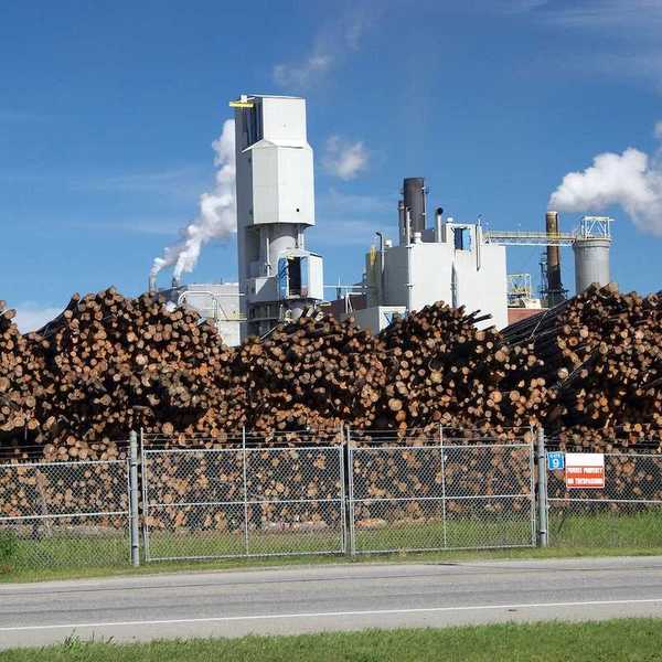 Logs stored outside a pulp and paper mill