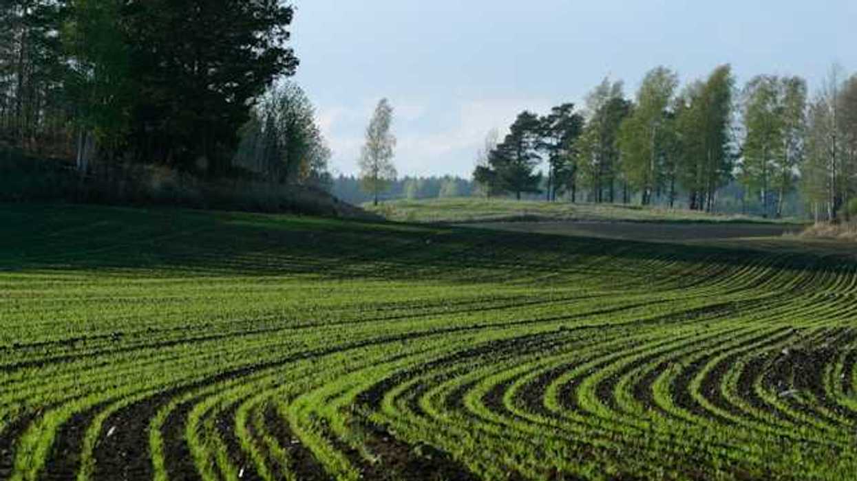 Low rows of plants in an agricultural field with trees on hills in the distance