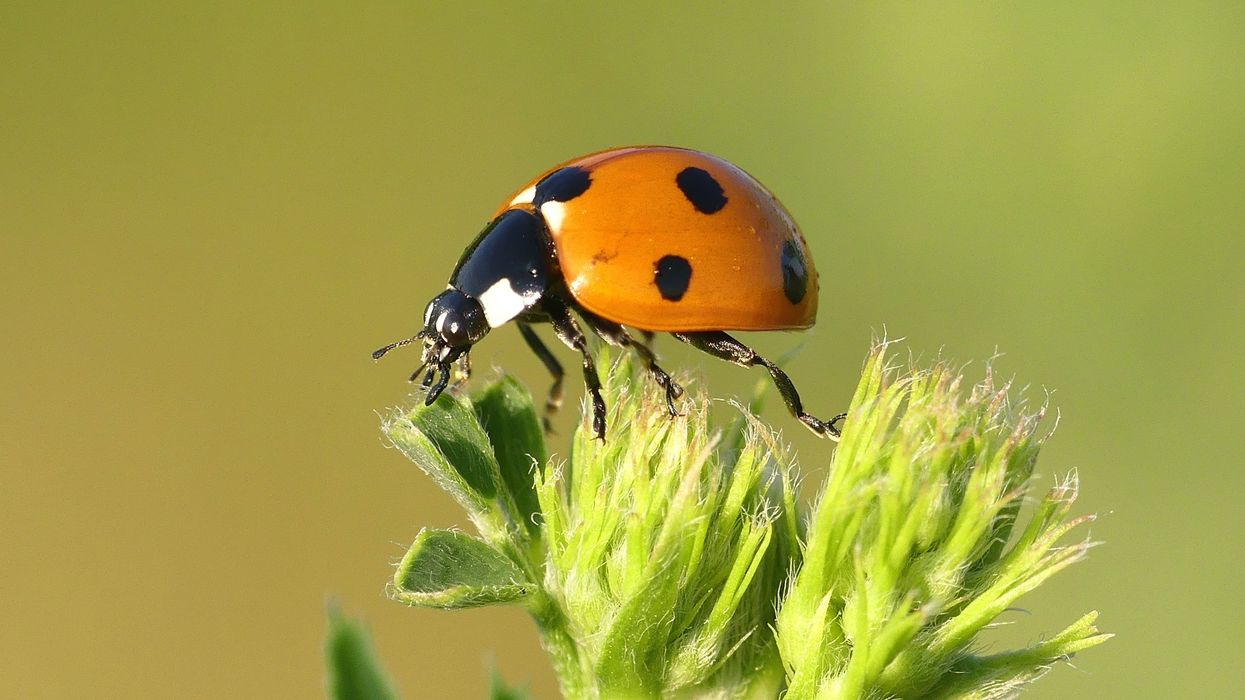 Así está afectando la contaminación a los insectos del mundo