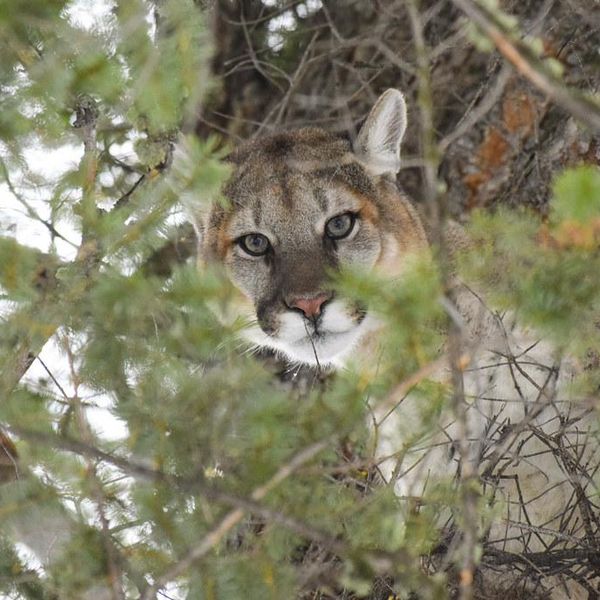 Hounds chased a Yellowstone National Park mountain lion into a tree. Then Montana Gov. Greg Gianforte shot it