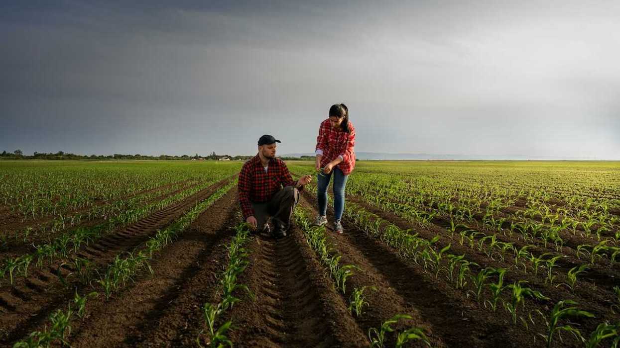 Man and woman (presumably, a farming couple) examining corn seedlings amongst seemingly endless rows of growing corns.