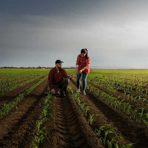Man and woman (presumably, a farming couple) examining corn seedlings amongst seemingly endless rows of growing corns.