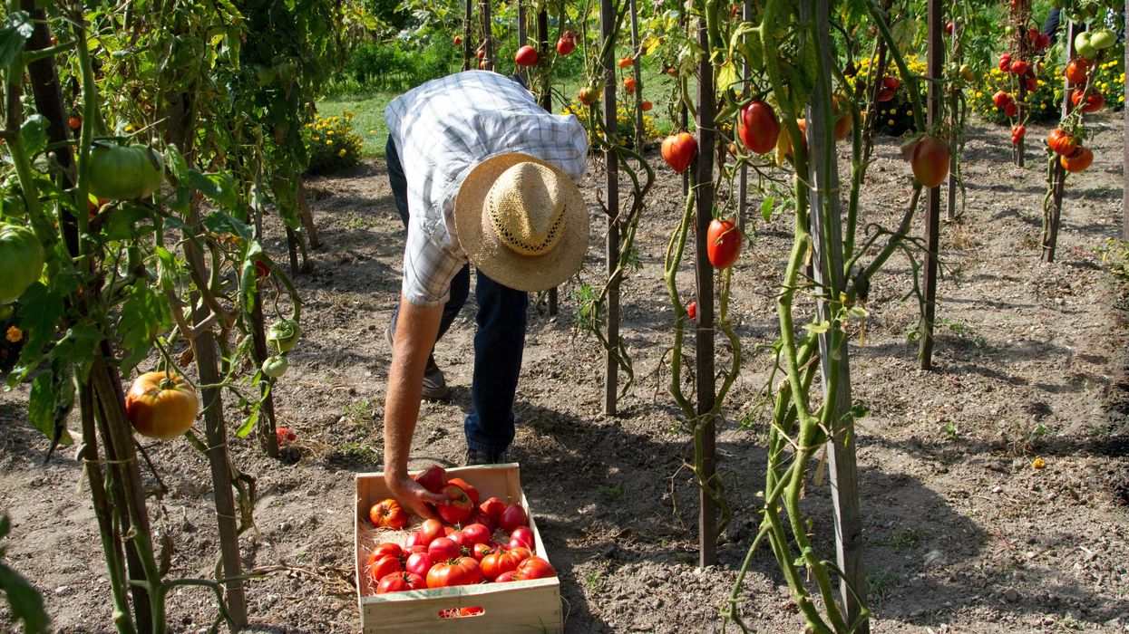man harvesting tomatoes