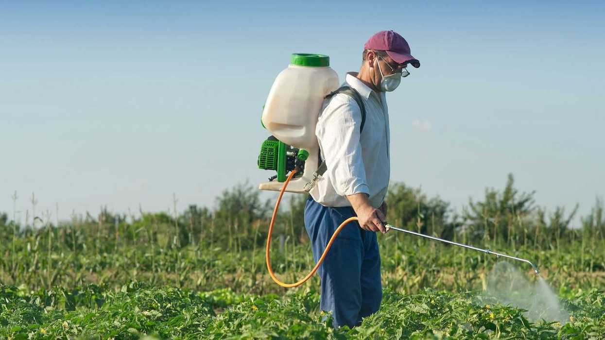 Man in blue pants, white shirt, and purple cap, spraying vegetables, presumably with an herbicide/pesticide