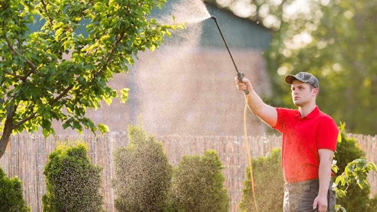 Man in red shirt spraying pesticide on a tree.