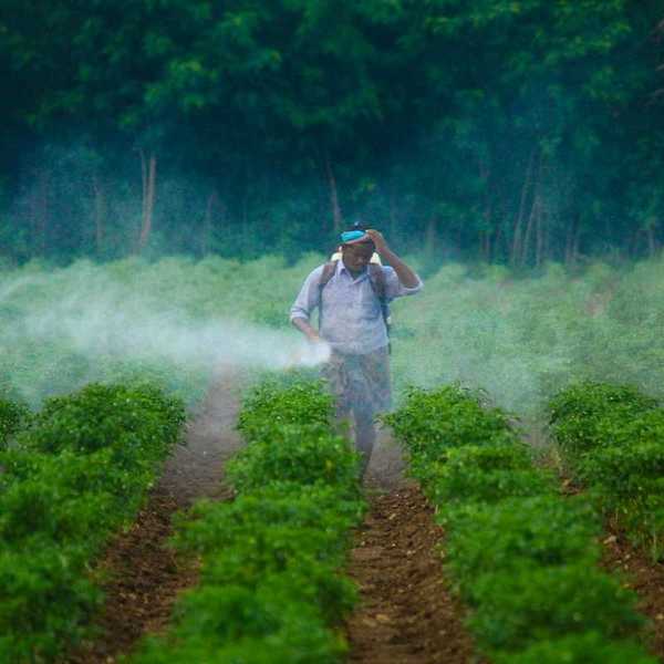 Man spraying a crop while women and children work in close proximity. No one is wearing protective gear.
