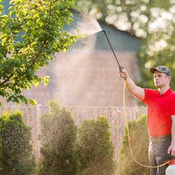 Man spraying herbicide on a tree