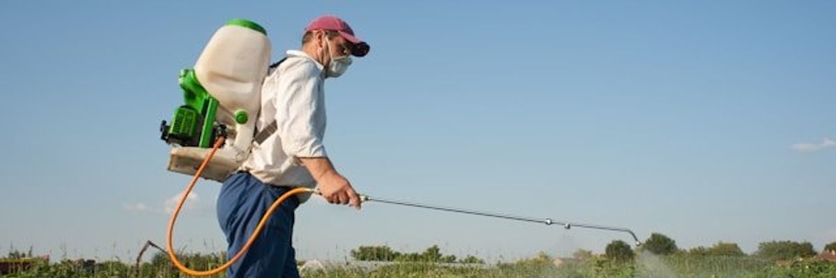Man wearing a surgical mask, baseball cap, and street clothes spraying pesticides on a crop with a wand and backpack tank.