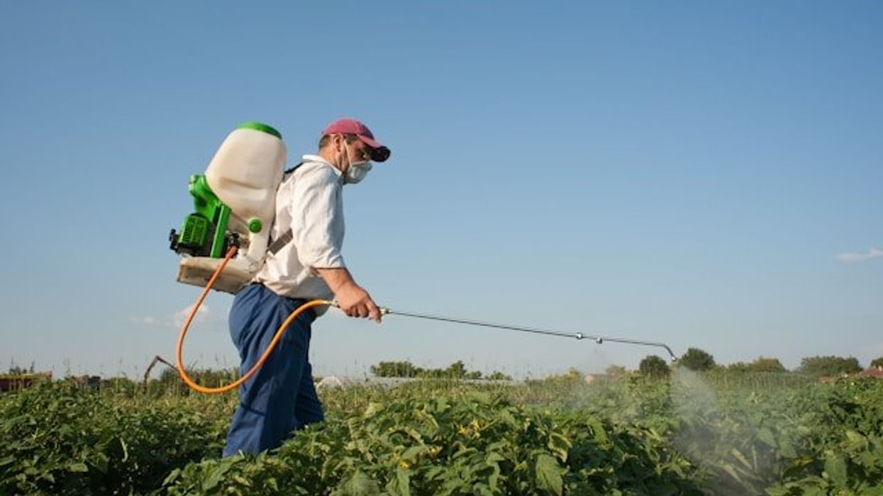 Man wearing a surgical mask, baseball cap, and street clothes spraying pesticides on a crop with a wand and backpack tank.