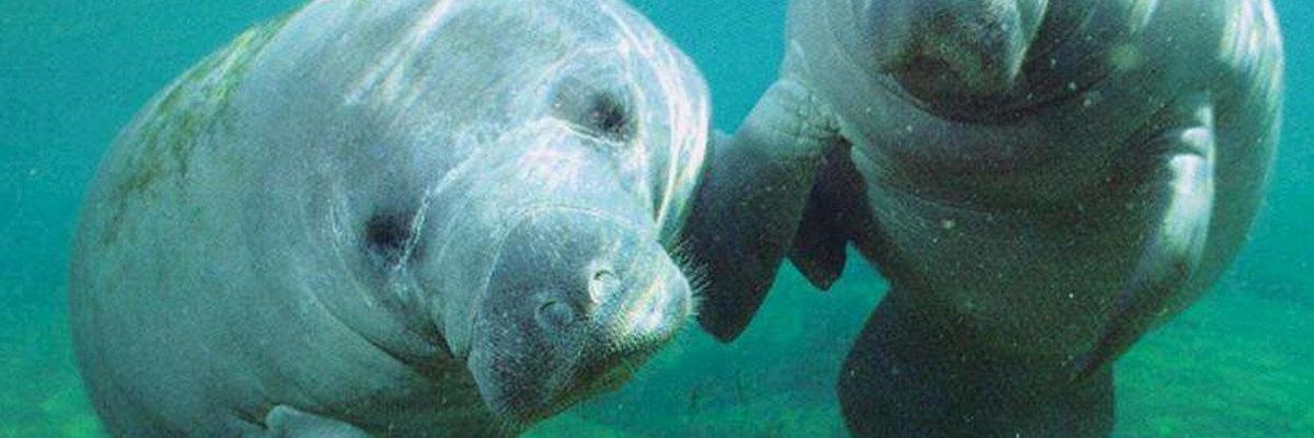 manatees