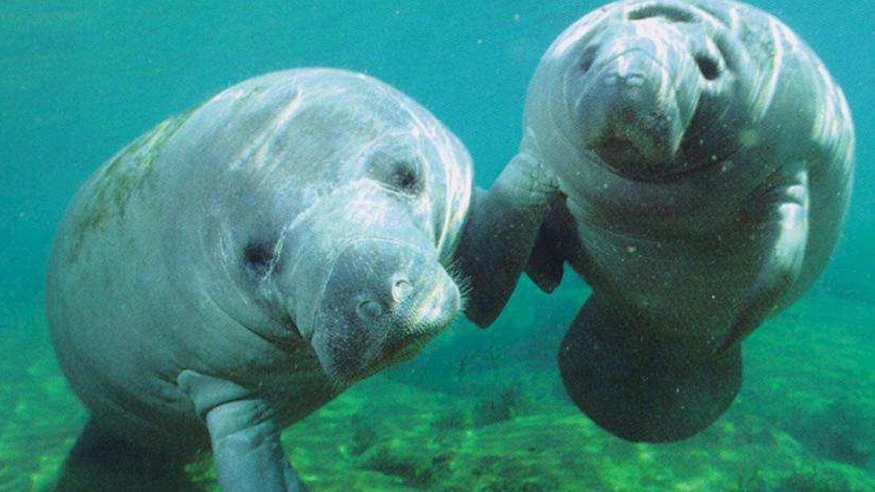 manatees