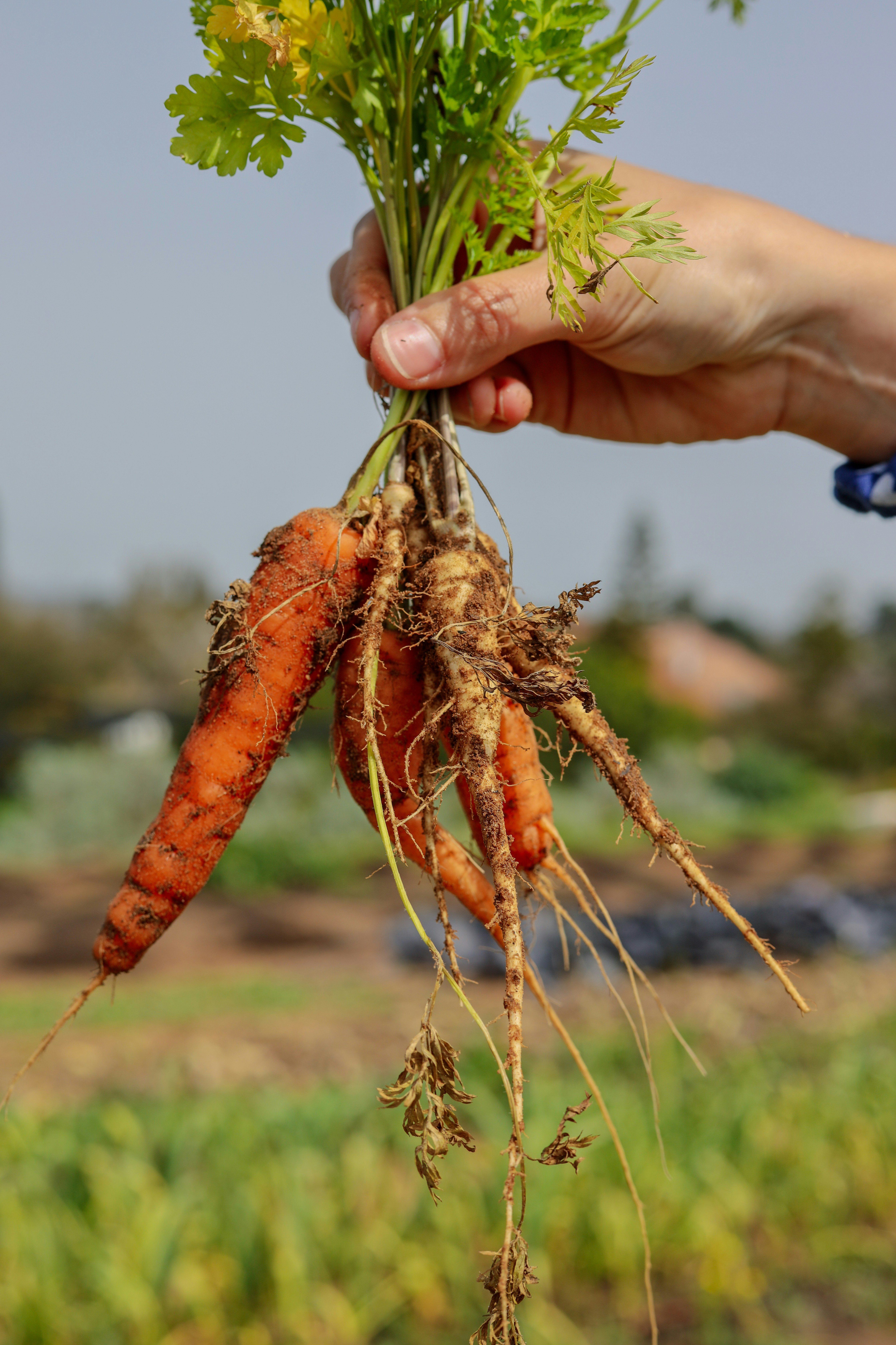 photo of Huertos: Los niños que aprenden a cultivar la tierra en el primer municipio agroecológico de México image