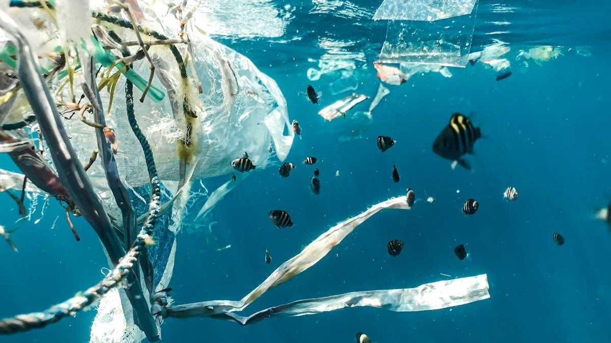 marine plastic pollution and juvenile fish.