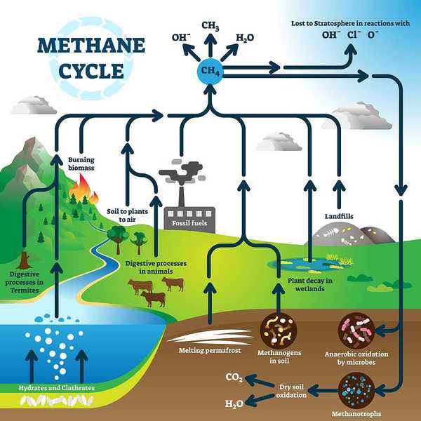 Methane cycle diagram, burning fossil fuels, landfills, plant decay in wetlands, melting permafrost, digestive processes in termites and animals.