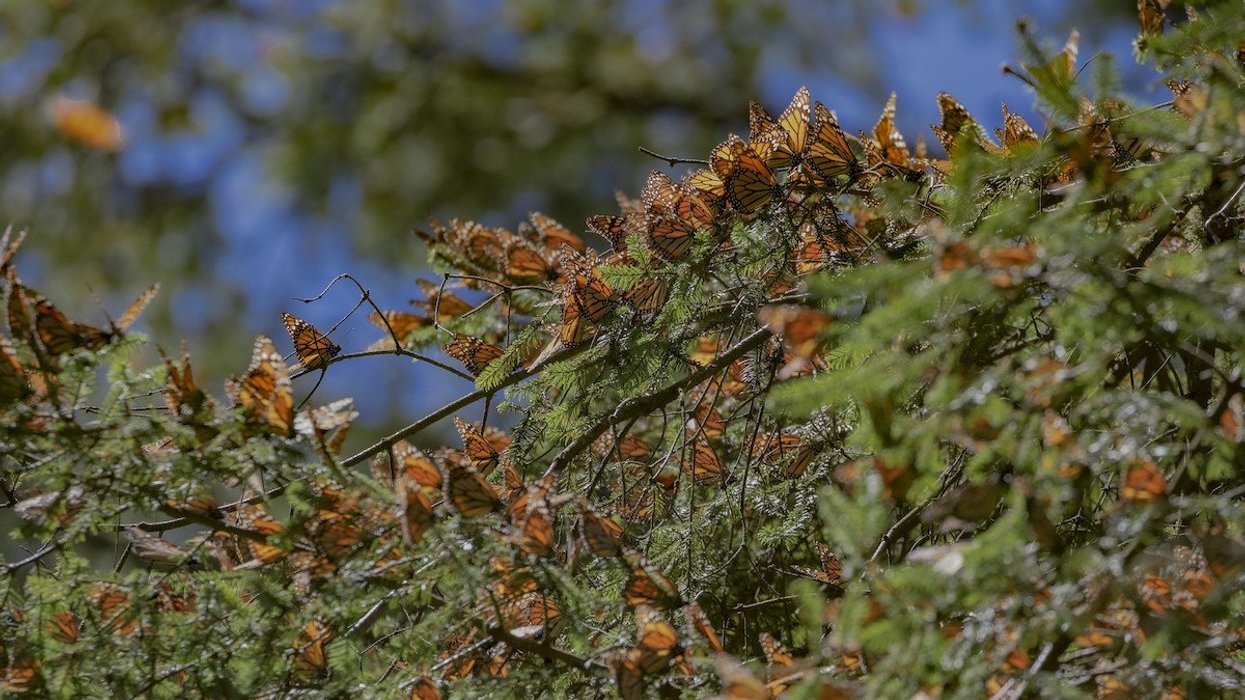 Mexico violence monarch butterflies