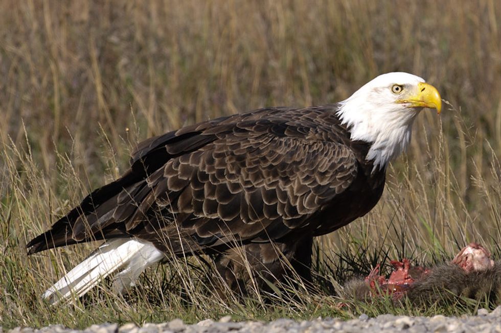 Michigan’s bald eagles full of flame retardants