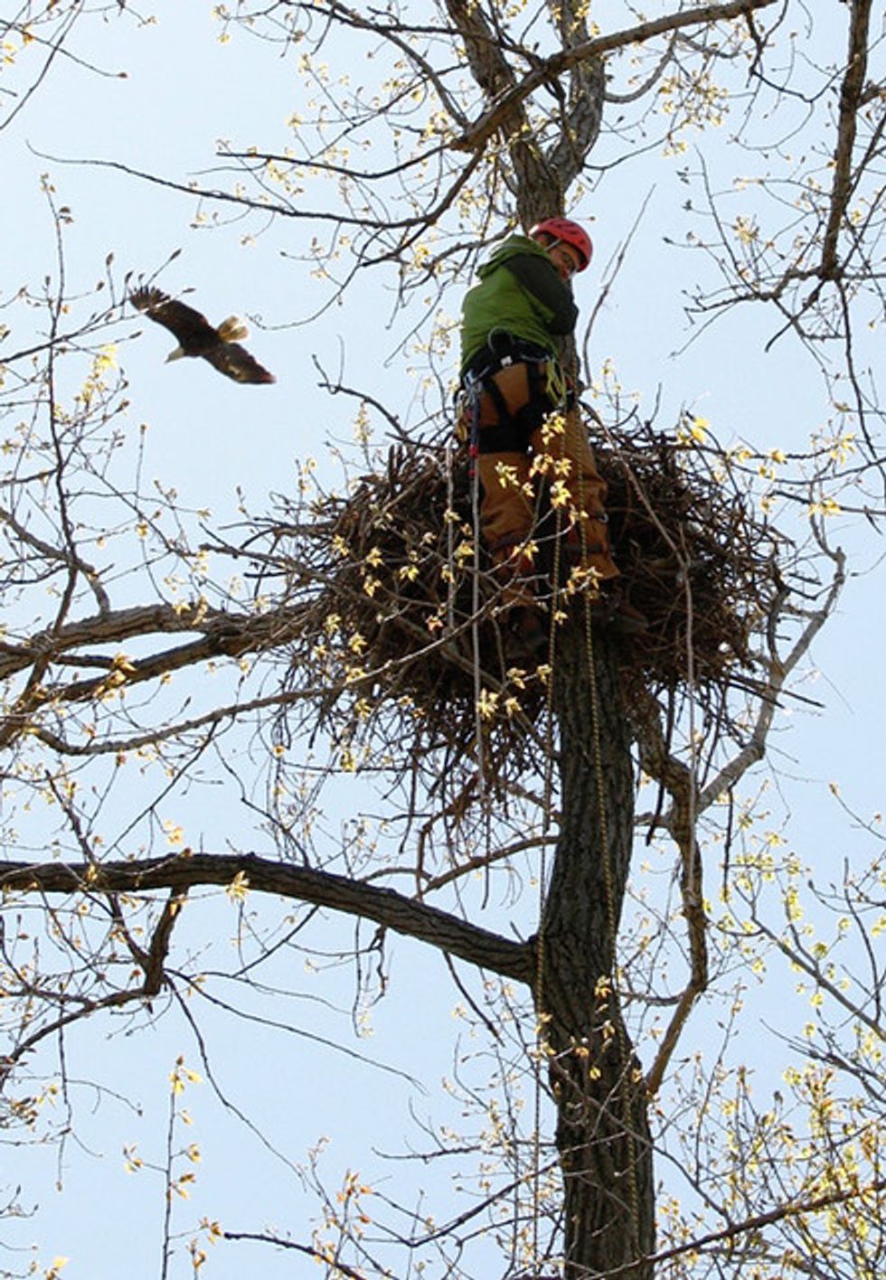 Michigan’s bald eagles full of flame retardants