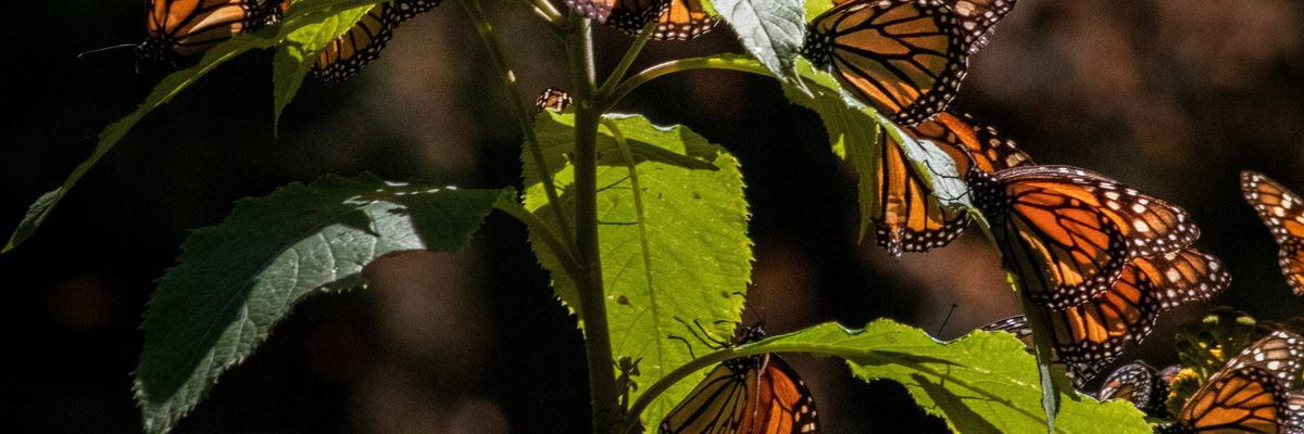 Monarch butterflies gather on a plant