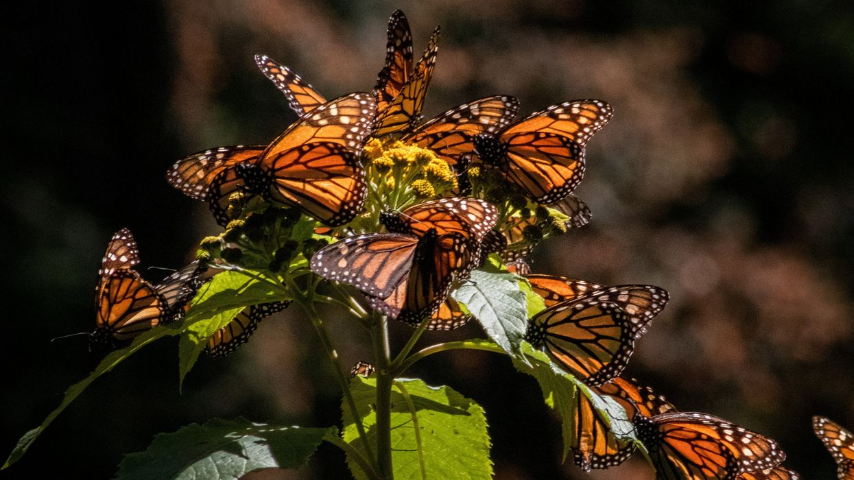 Monarch butterflies gather on a plant