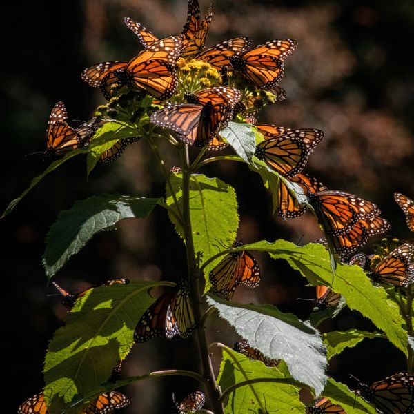 Monarch butterflies gather on a plant